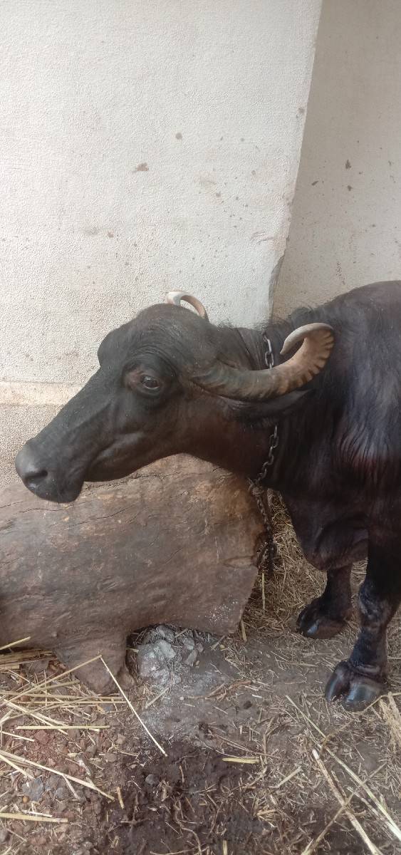 ભેંસ વેચવાની છે