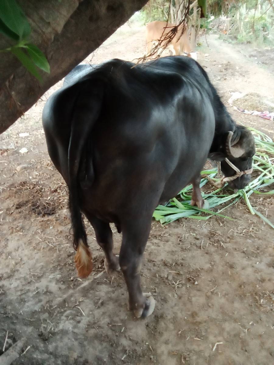 ભેંસ વેચવાની છે
