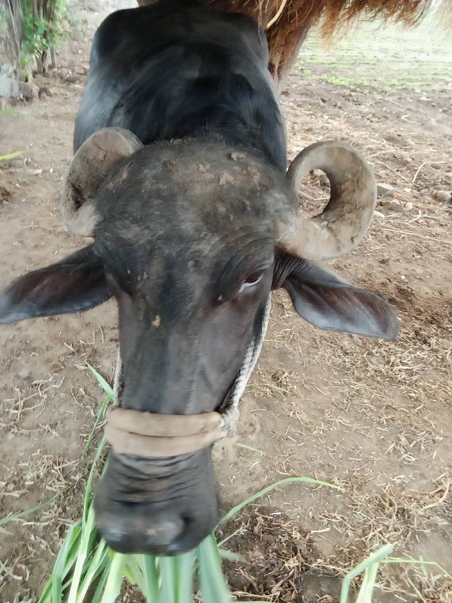 ભેંસ વેચવાની છે