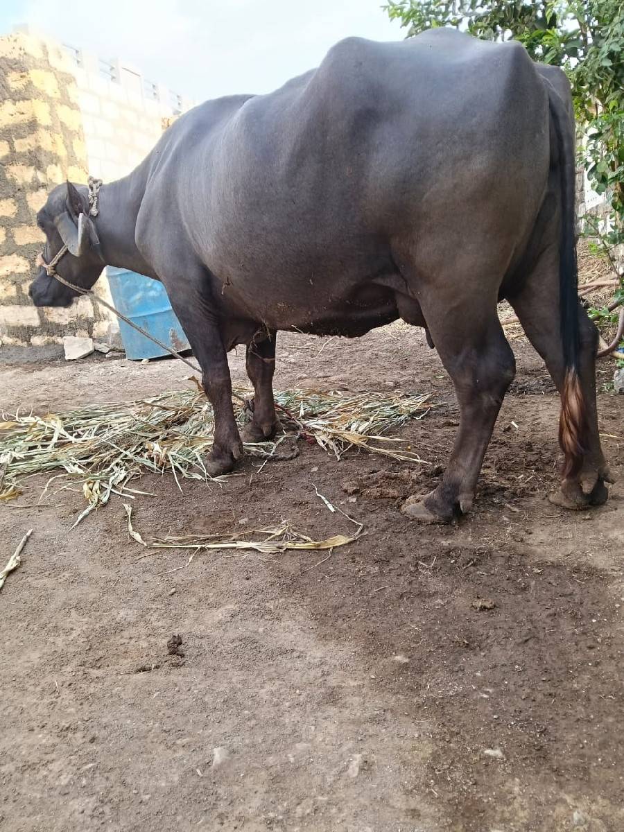 ભેંસ વેચવાની છે