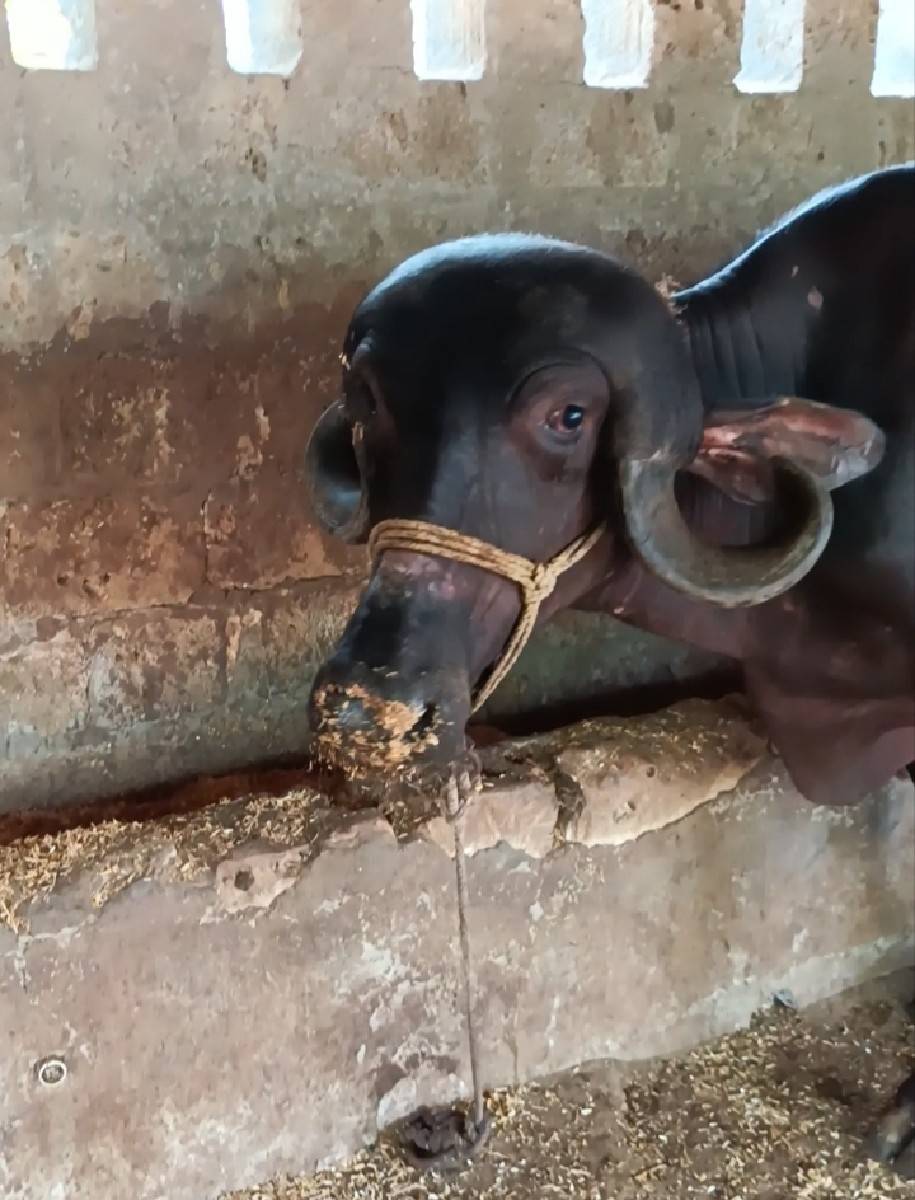 પેલવેતરી ખડેલી