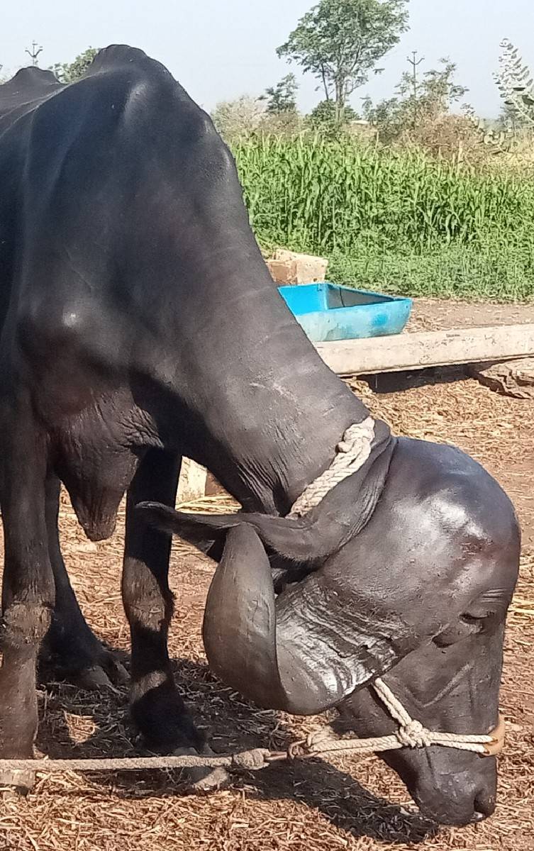 ખળેલી વેચવાની છે