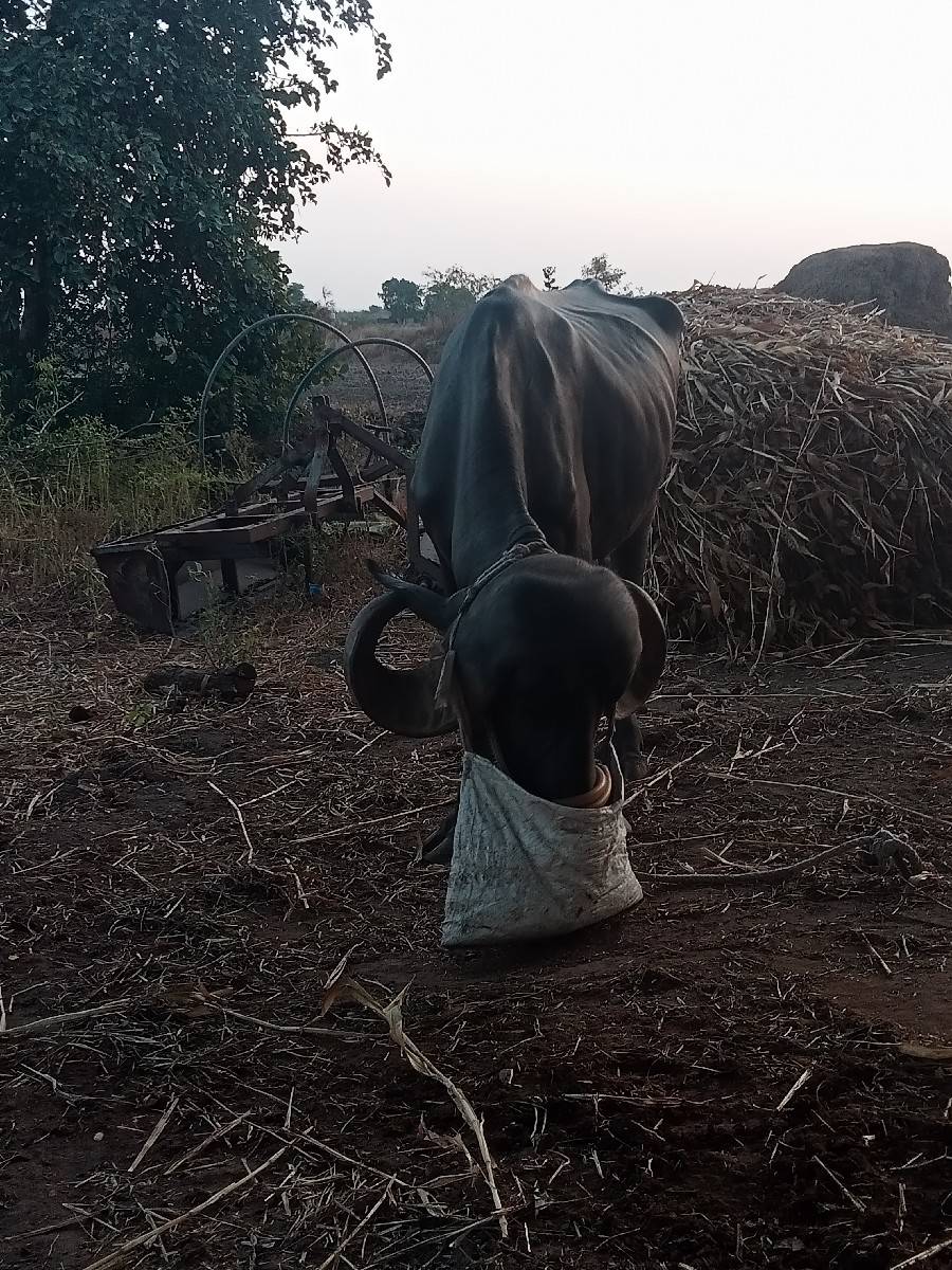 ખળેલી વેચવાની છે