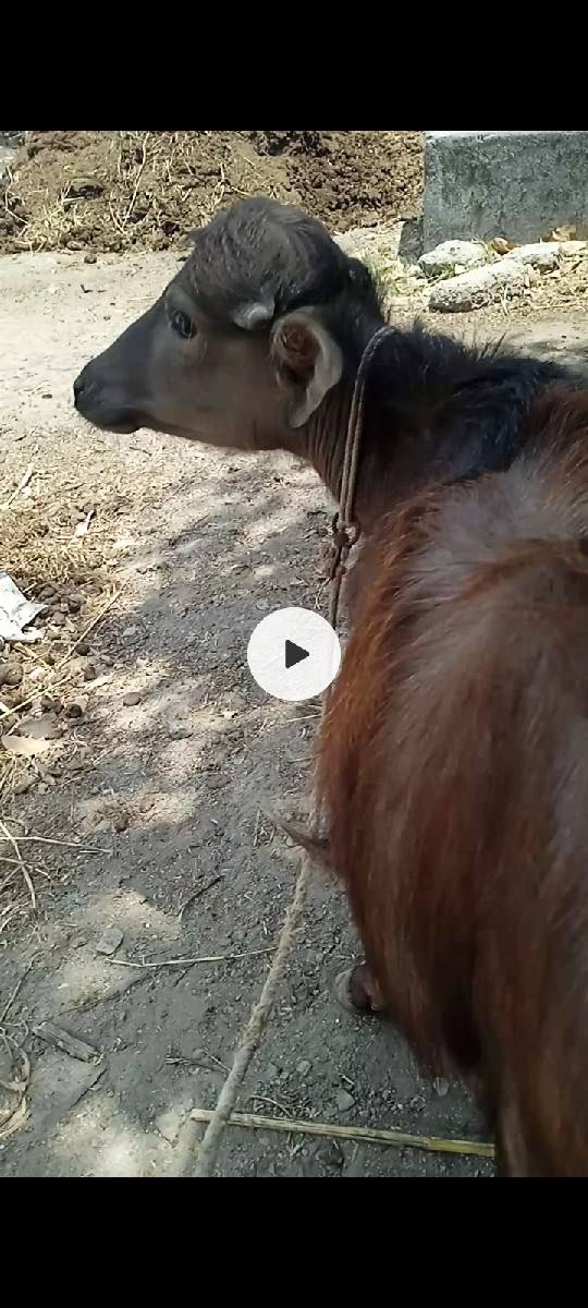આ પાડી વેશવાની છે