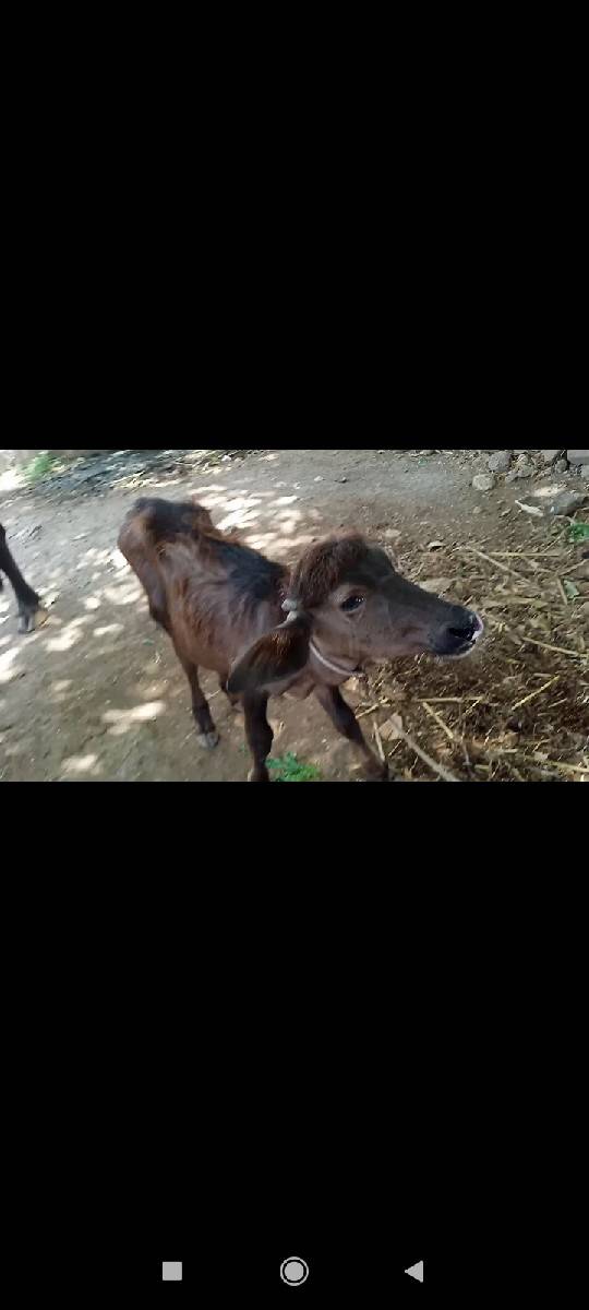 આ પાડી વેશવાની છે