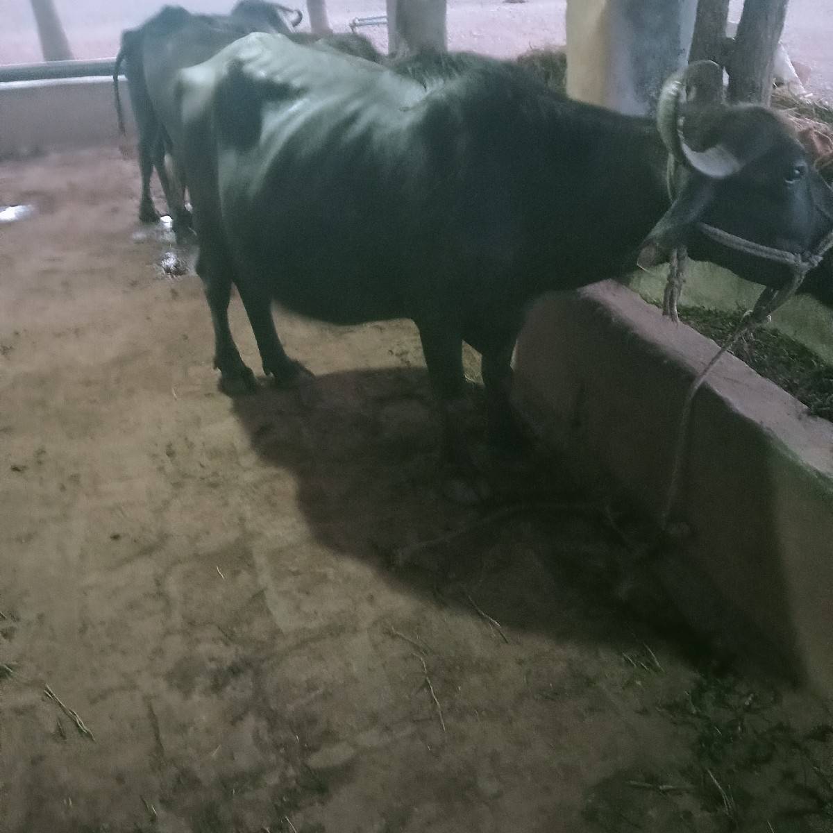 બેભેસુવેશવાનીછે