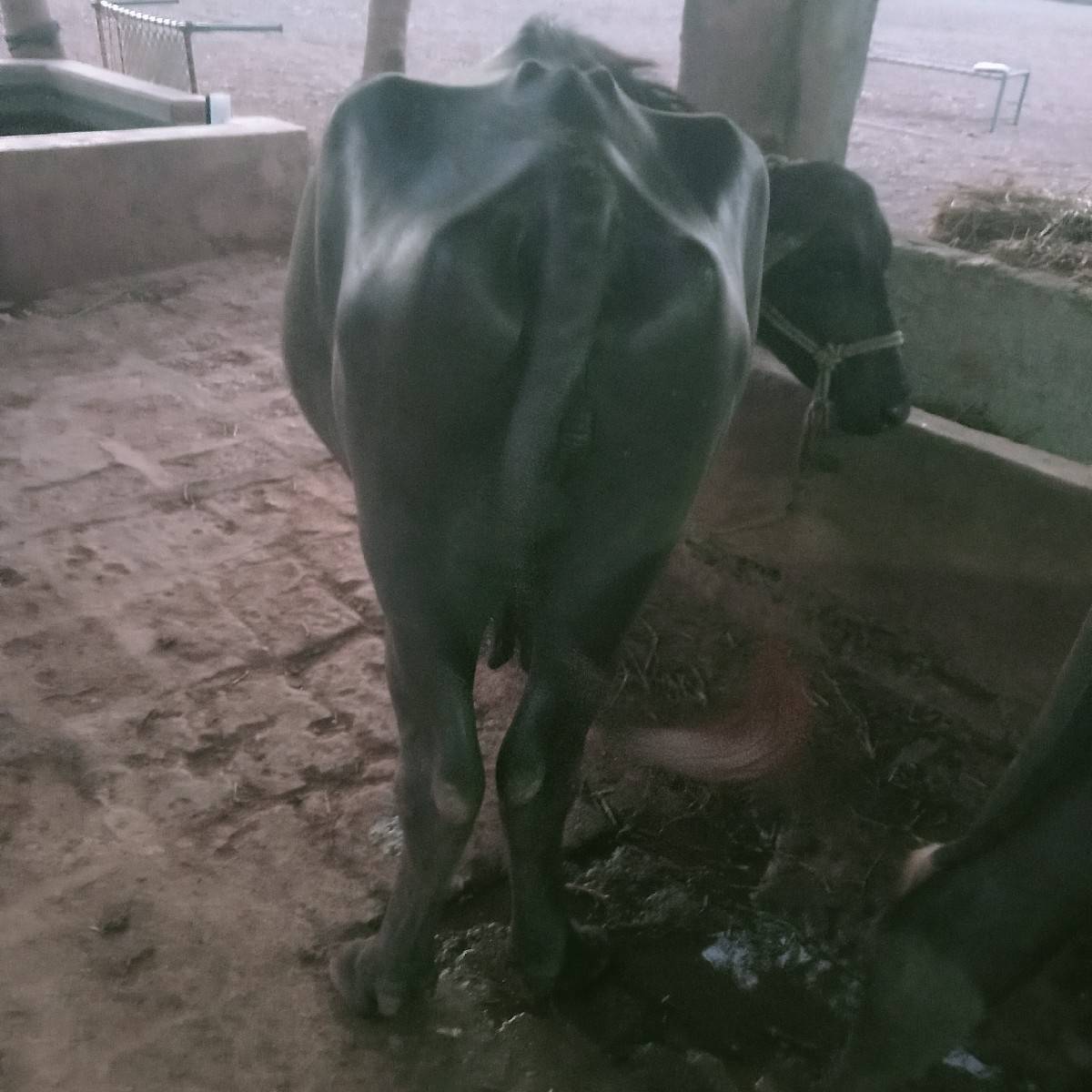 બેભેસુવેશવાનીછે