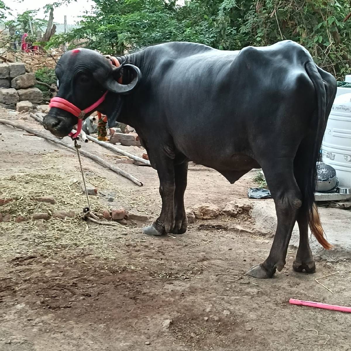 પેલા વેતરમાં ઘડાઈ વેચવાની છે