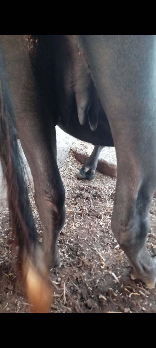 ભેંસ વેચવાની છે
