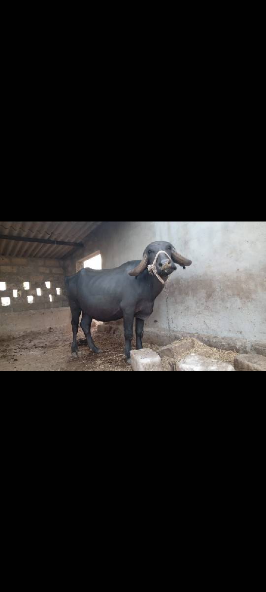 ભેંસ વેચવાની છે