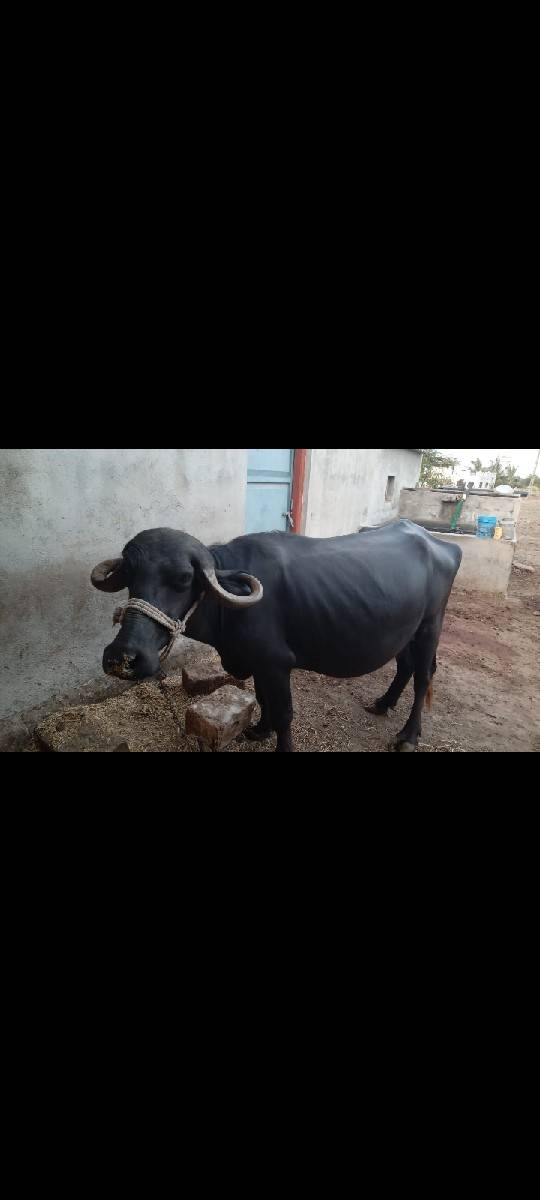 ભેંસ વેચવાની છે