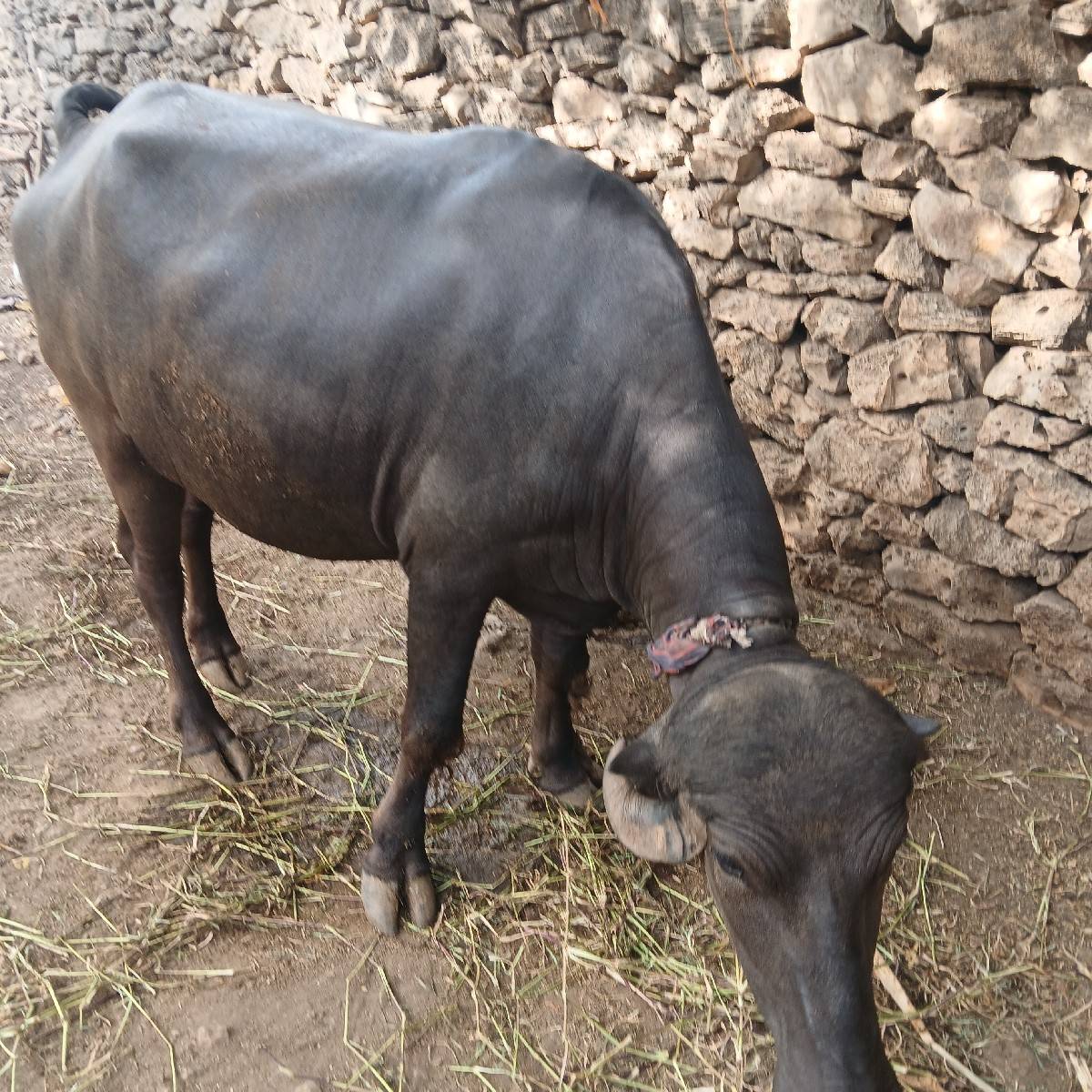 ખળેલી વેચવાની છે