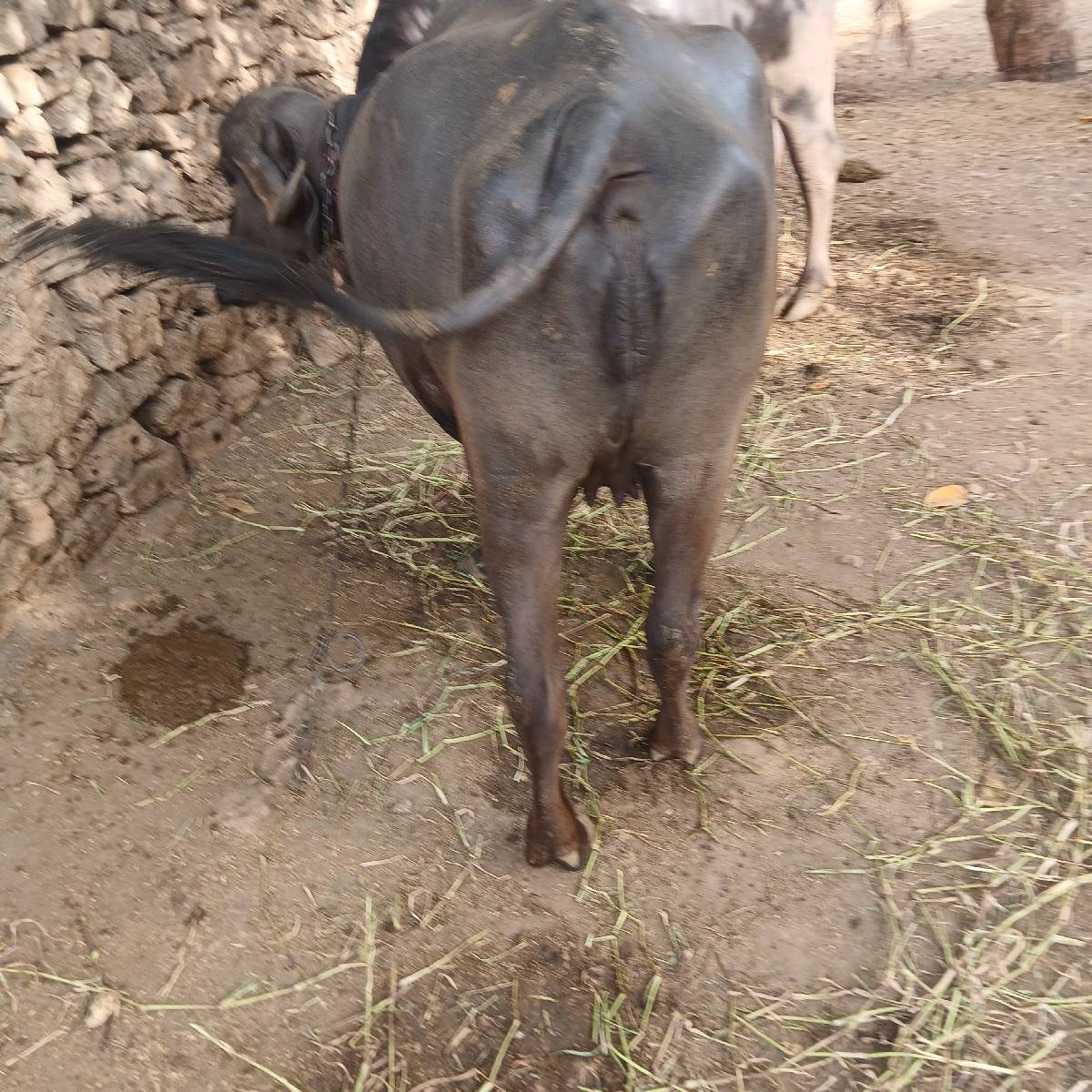 ખળેલી વેચવાની છે
