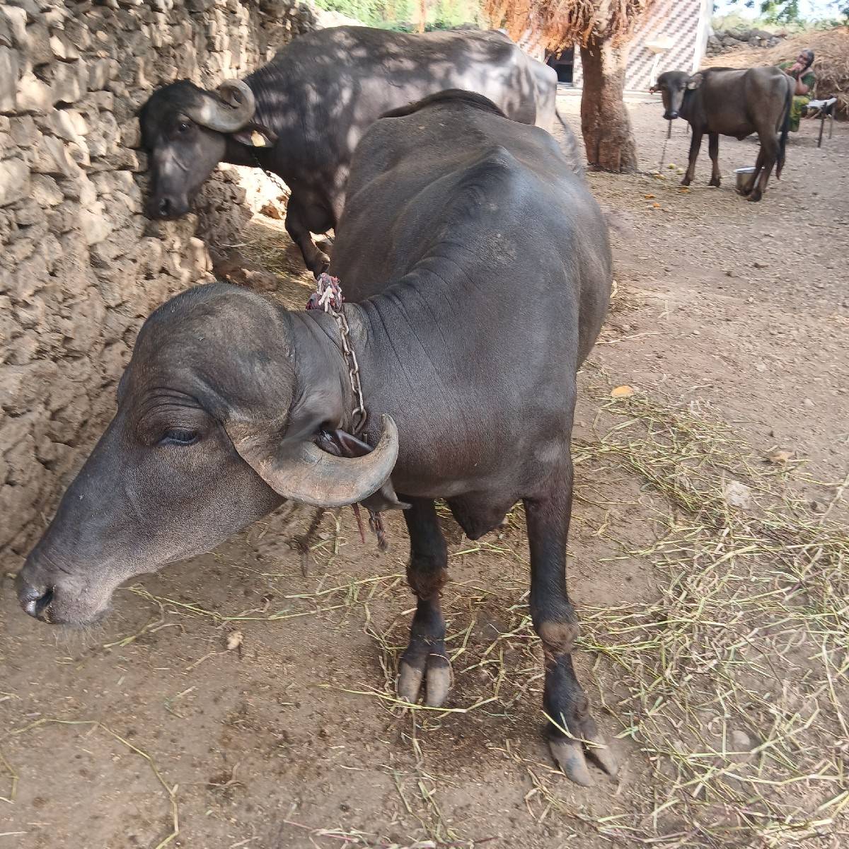 ખળેલી વેચવાની છે
