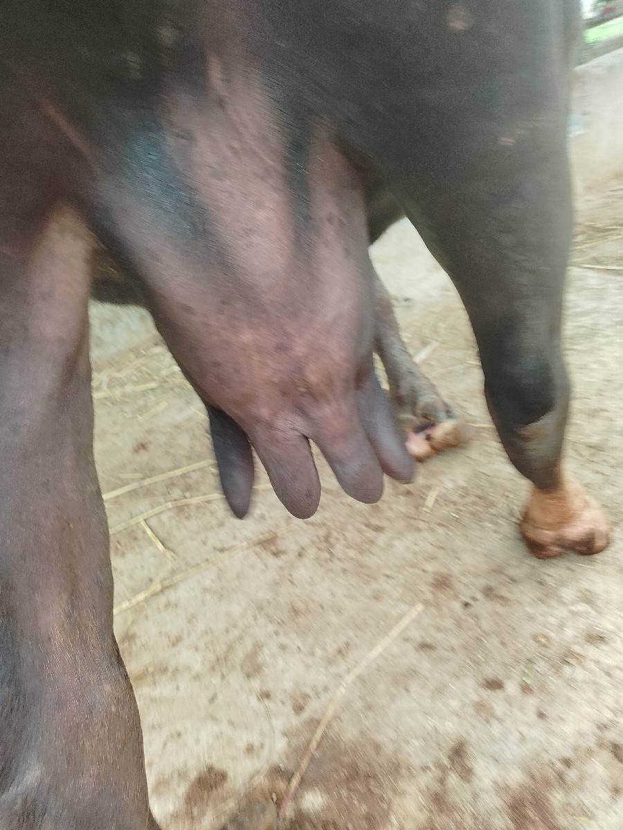 ભેંસ વેચવાની છે