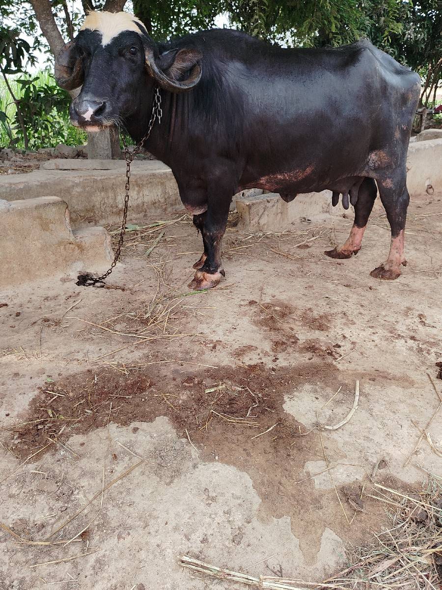 ભેંસ વેચવાની છે