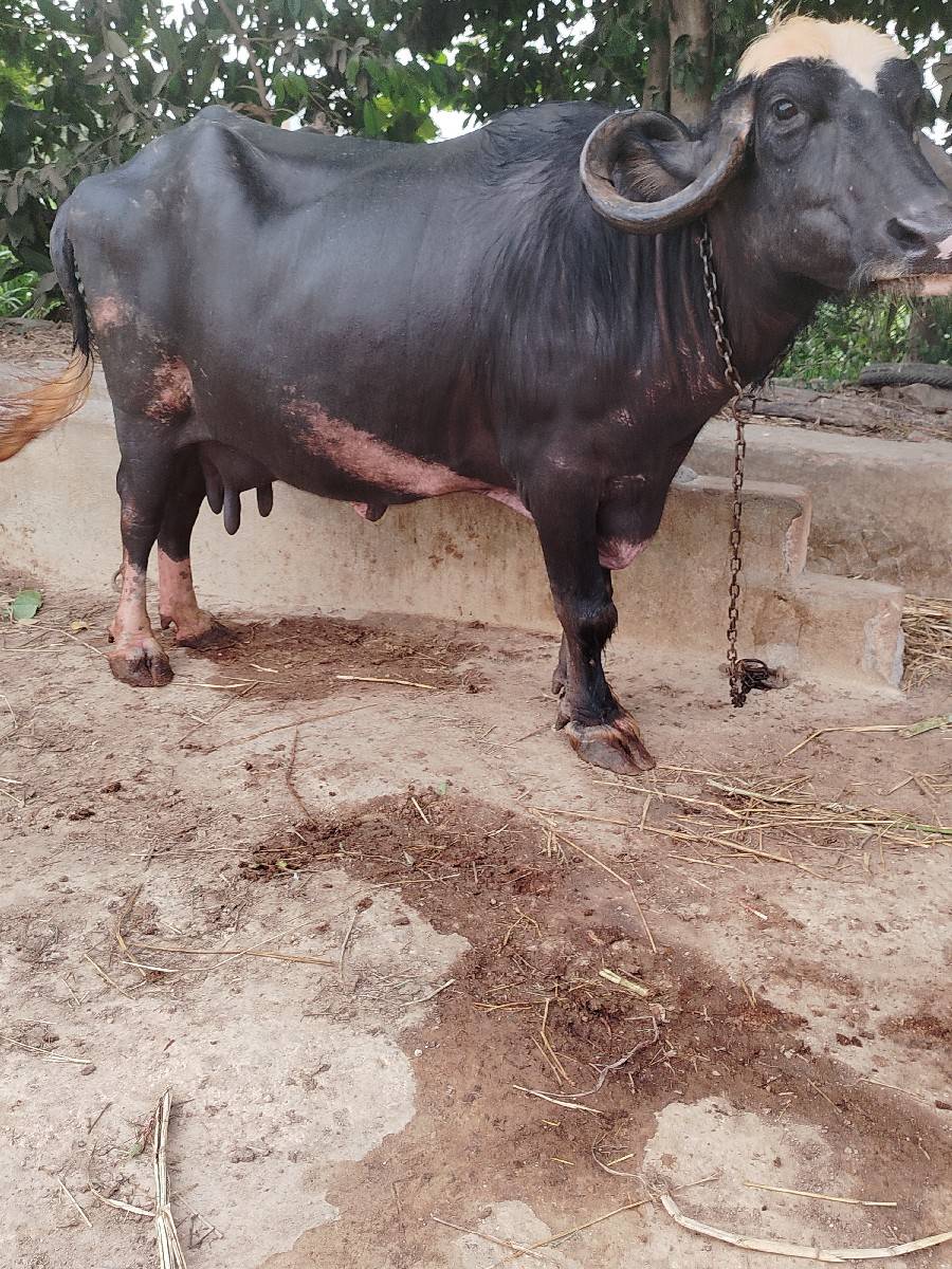 ભેંસ વેચવાની છે