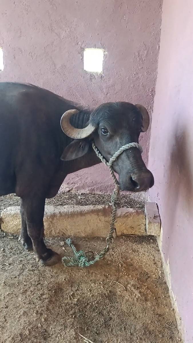 ભેંસ વેચવાની છે