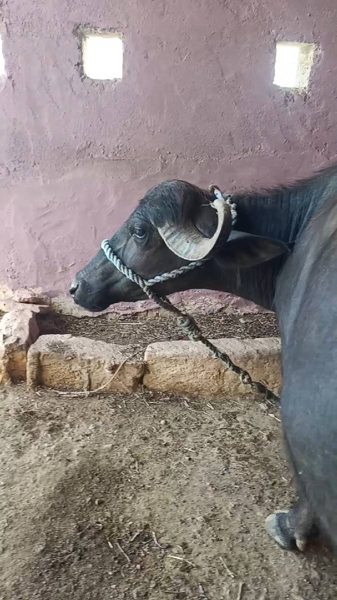 ભેંસ વેચવાની છે