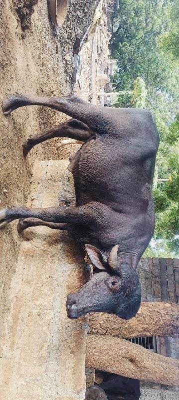 પાડો વેચવાનો છે