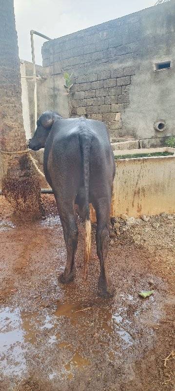 પાડો વેચવાનો છે