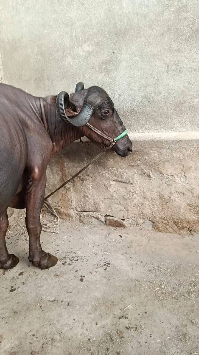 વેશવાની ત્રીજું