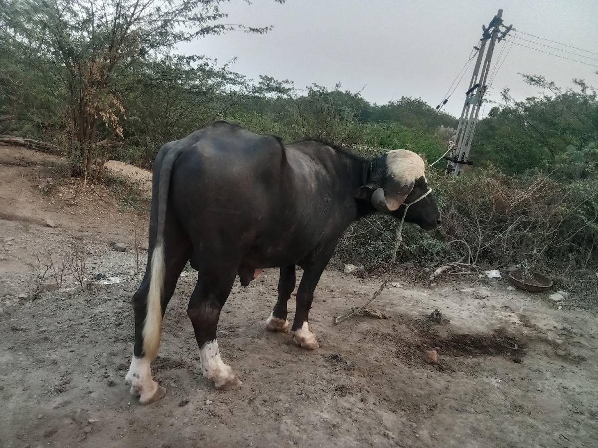 પાડો વેચવાનો છે