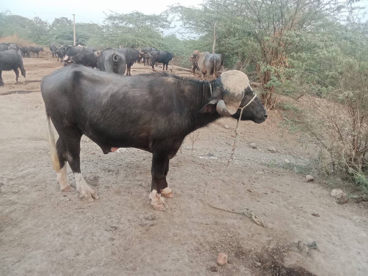 પાડો વેચવાનો છે