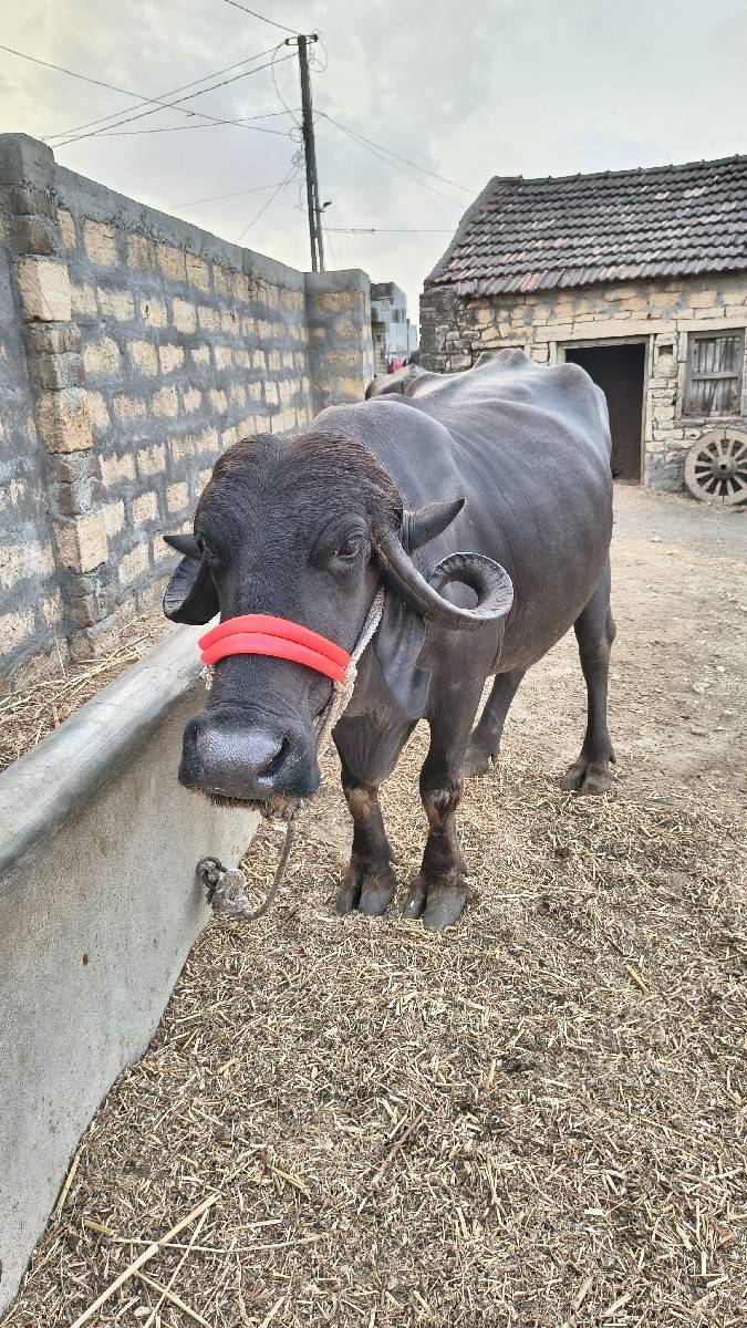 જાફરાબાદી ખડેલી
