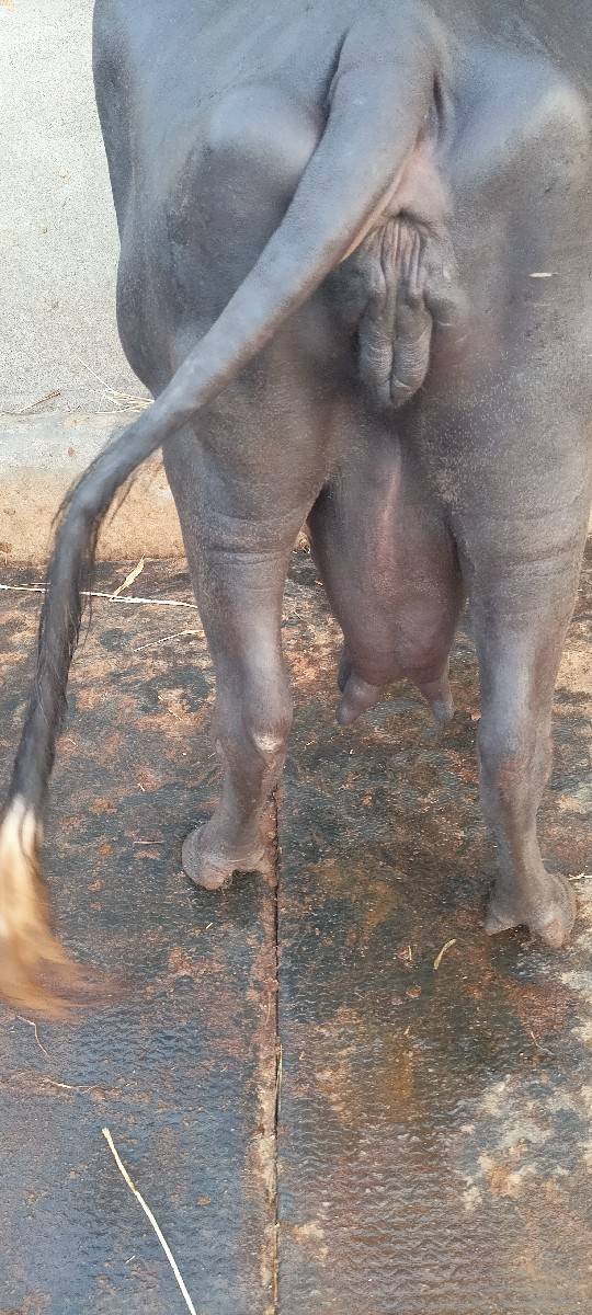 ભેંસ વેચવાની છે