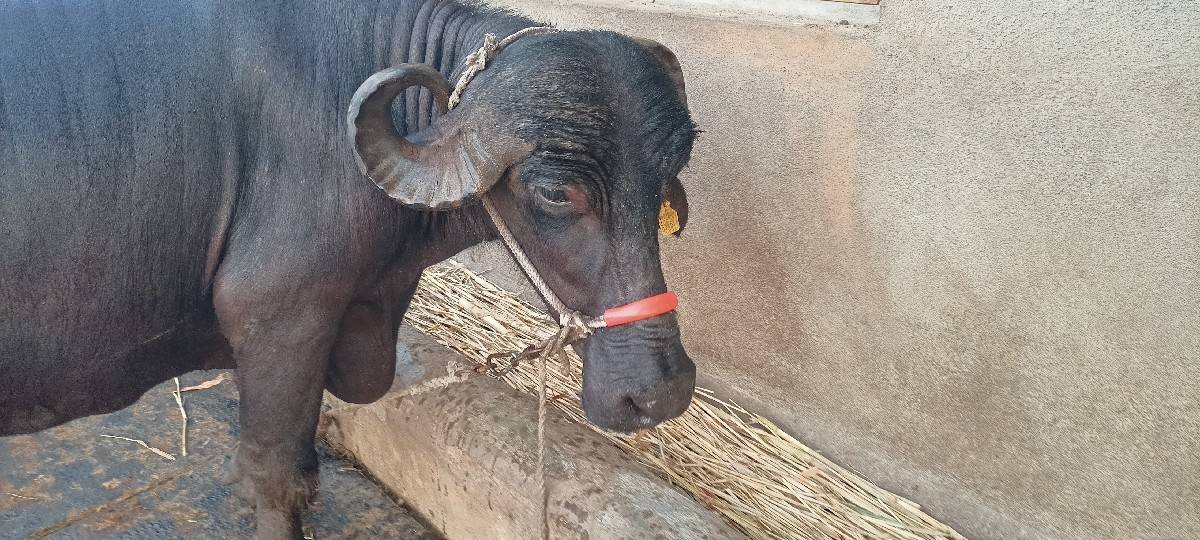 ભેંસ વેચવાની છે