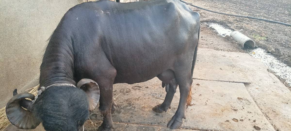 ભેંસ વેચવાની છે