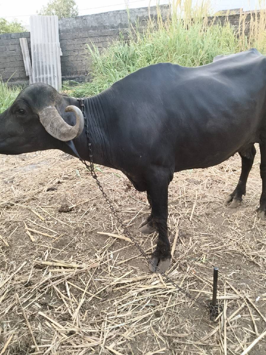 ભેંસ વેચવાની છે