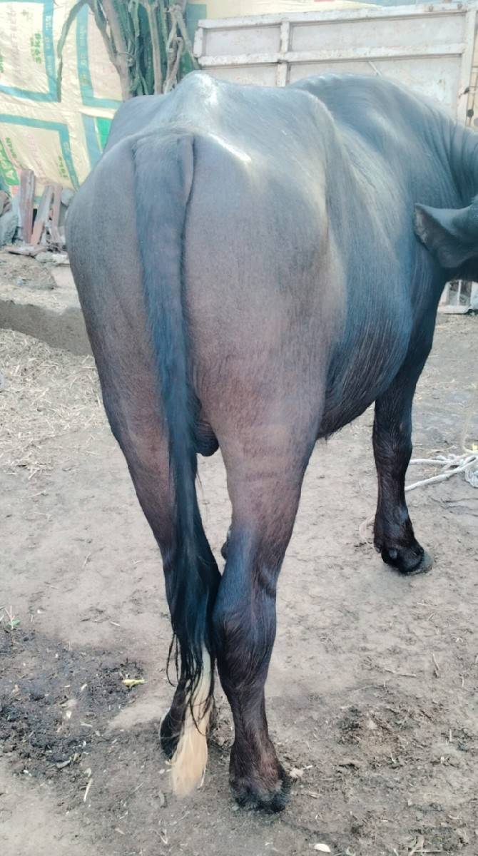 પાડો વેચવાનો સે