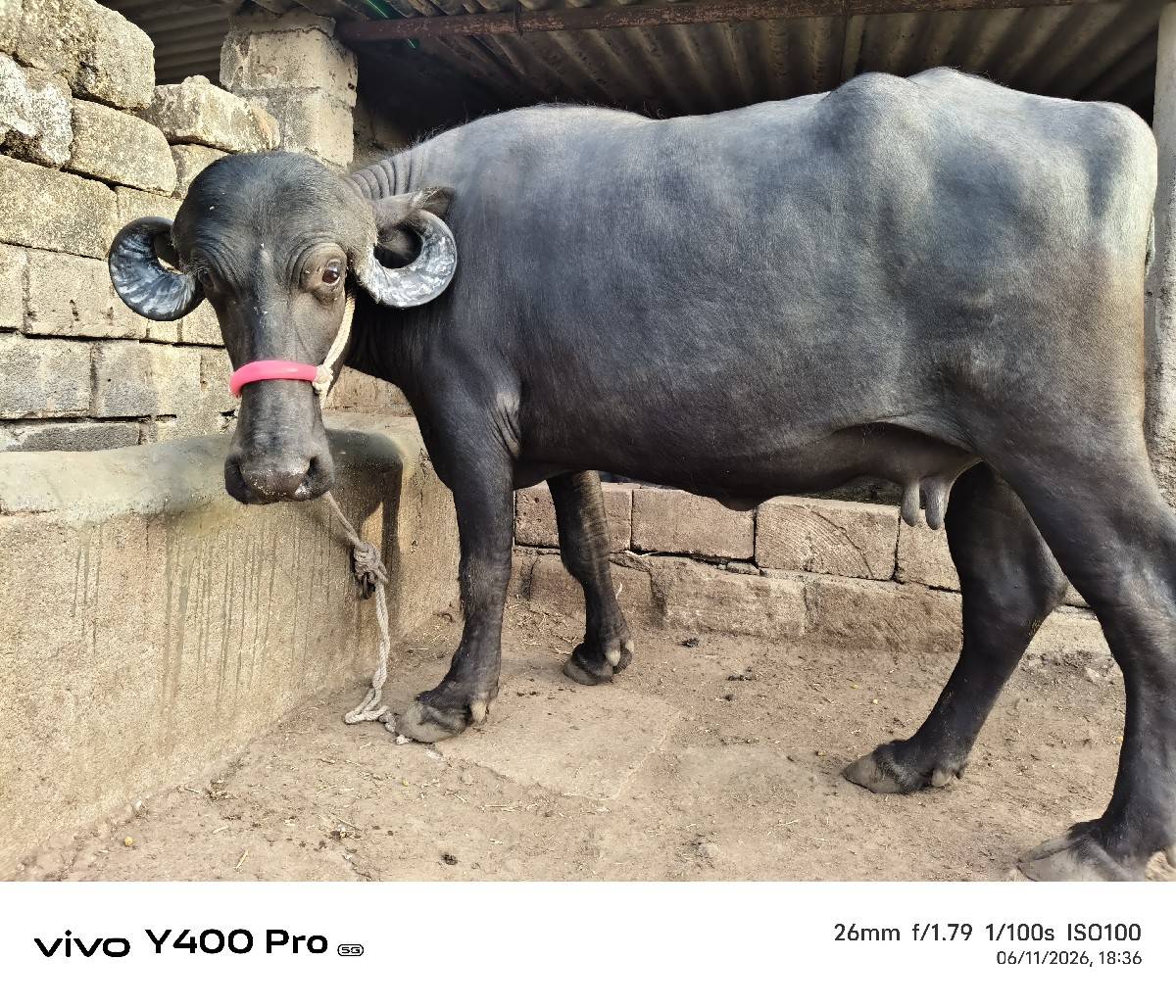 હાડ ગજા વારી ખડેલી છે