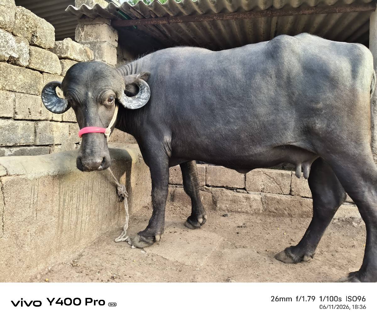 હાડ ગજા વારી ખડેલી છે