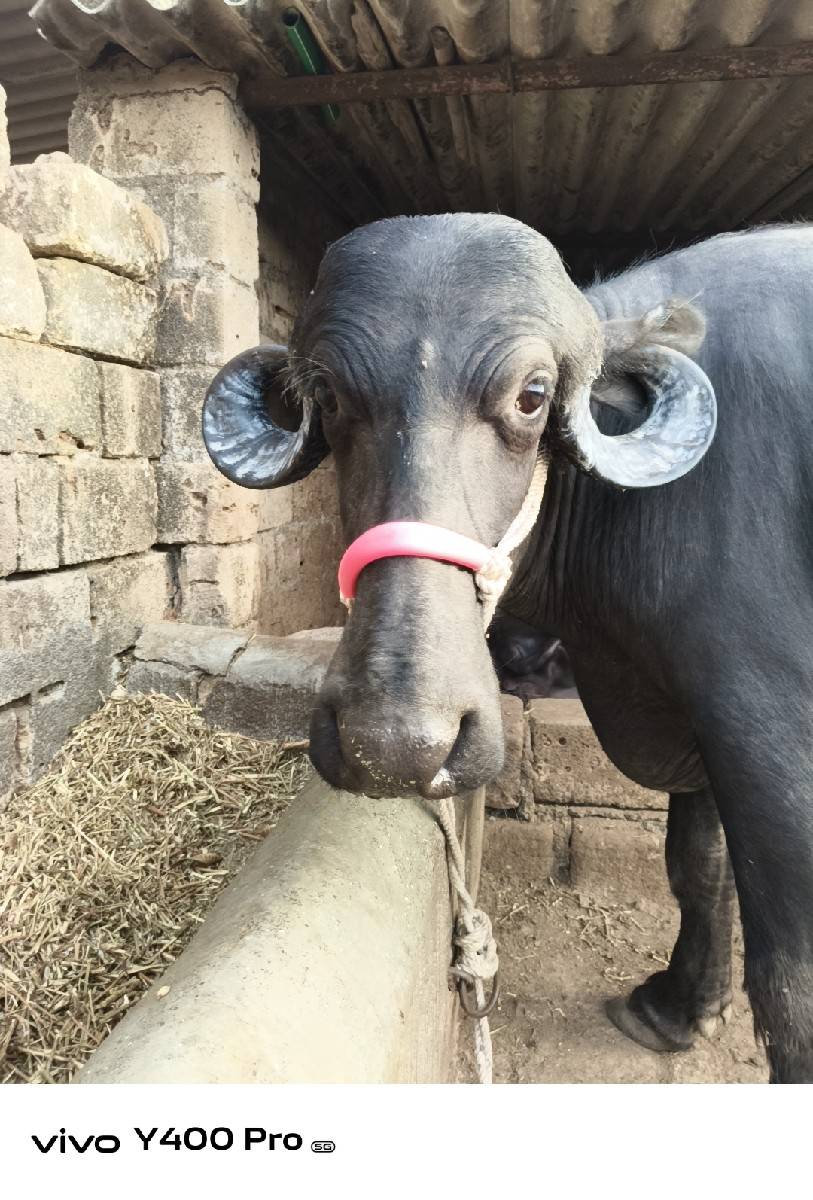 હાડ ગજા વારી ખડેલી છે