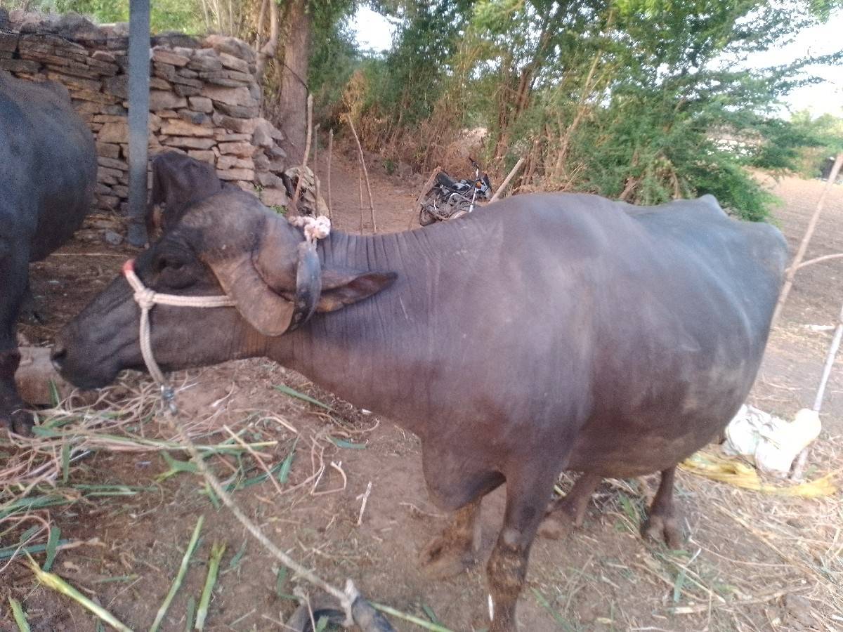 વેચવાની છે 10 દિવસ કચિચે