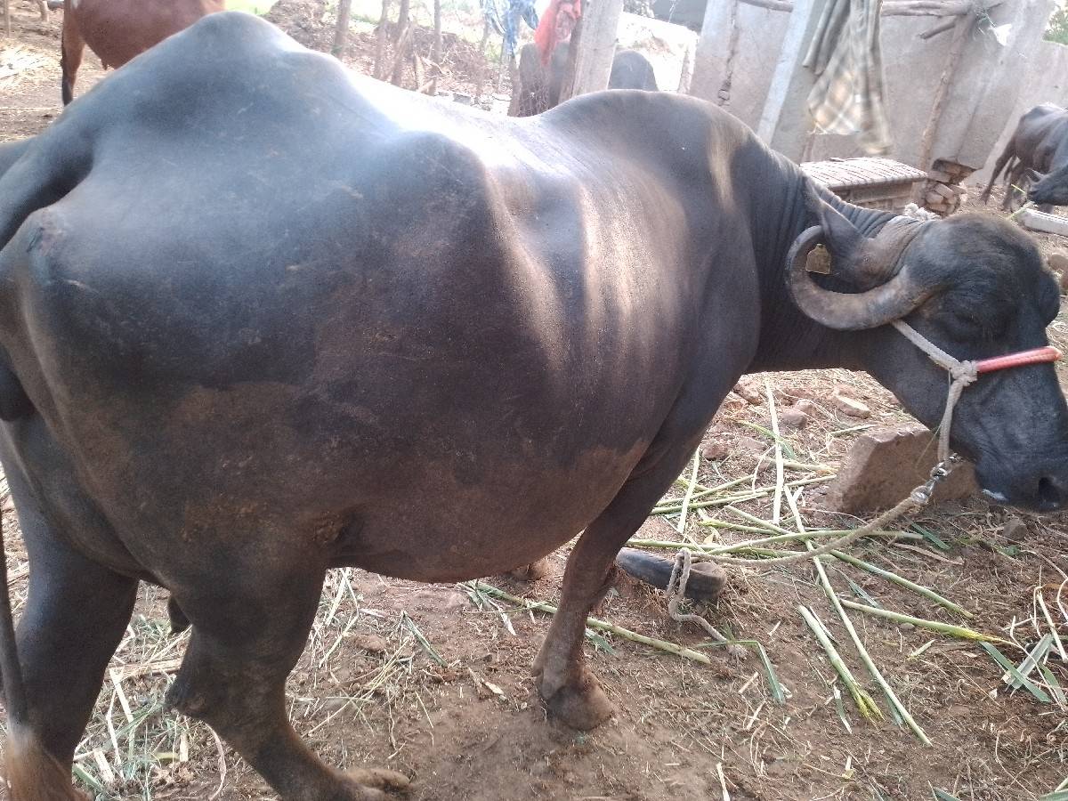 વેચવાની છે 10 દિવસ કચિચે