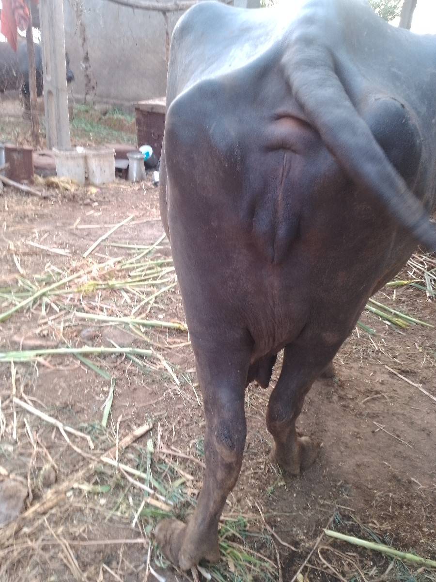 વેચવાની છે 10 દિવસ કચિચે