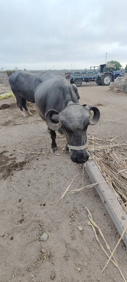 ભેંશ વેચવાની છે