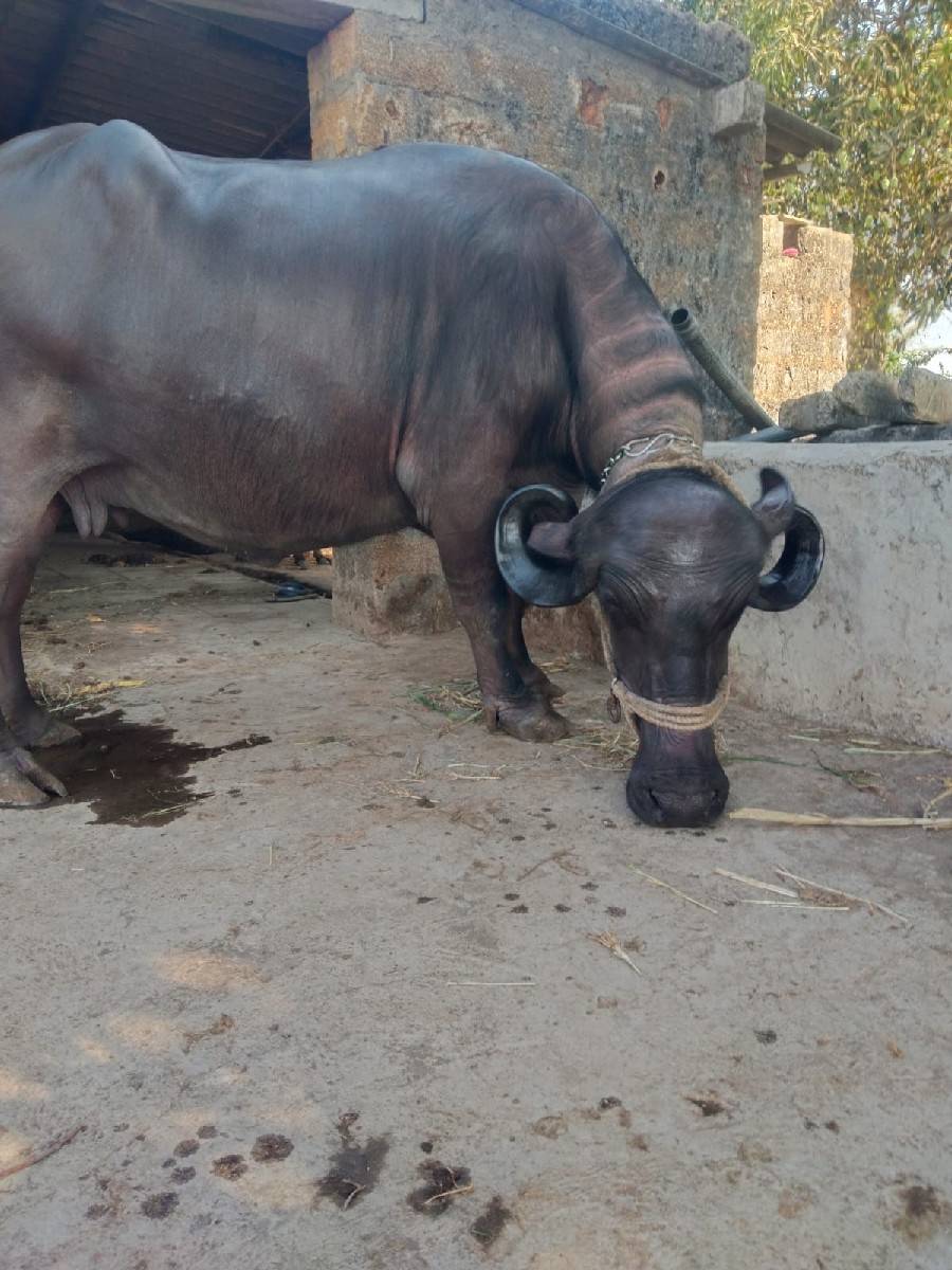 ભેંશ વેચવાની છે