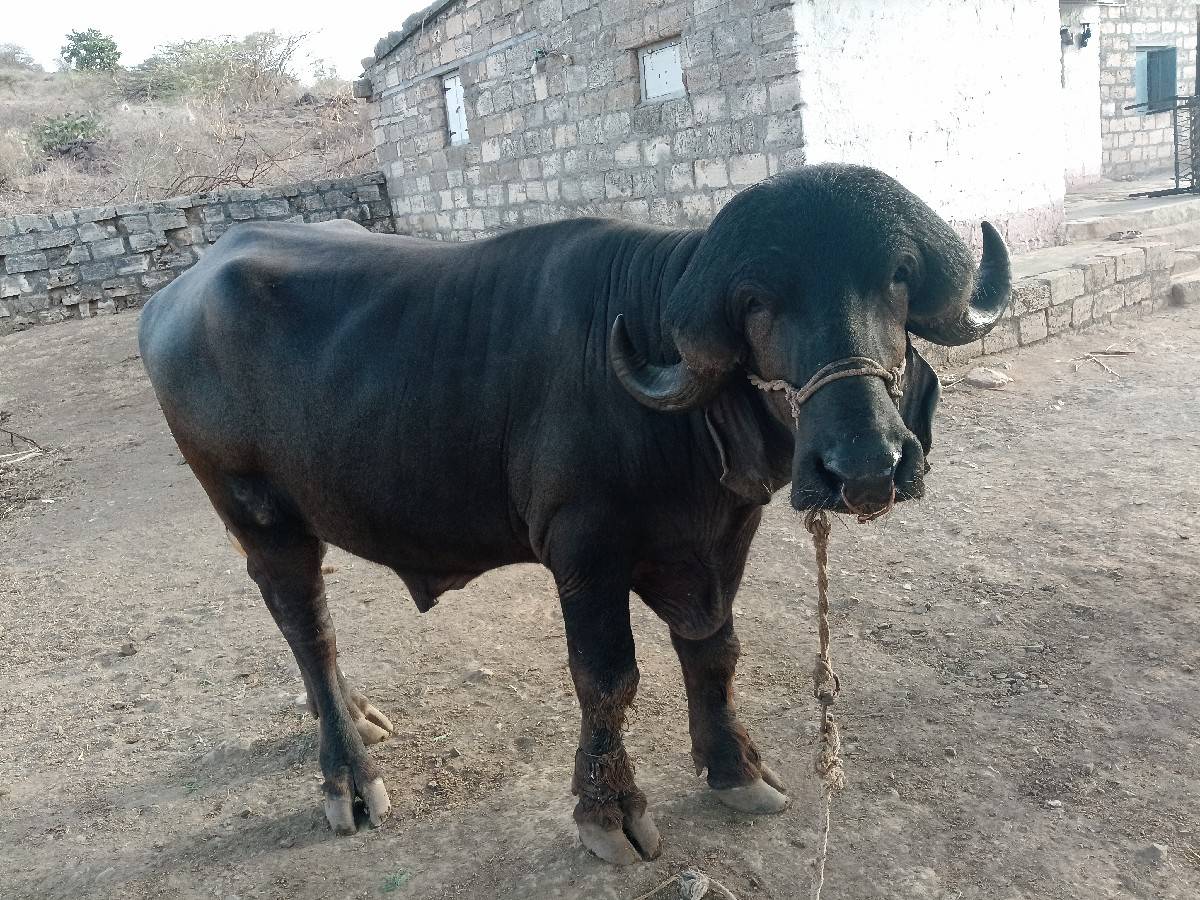 પાડો વેચવાનો છે