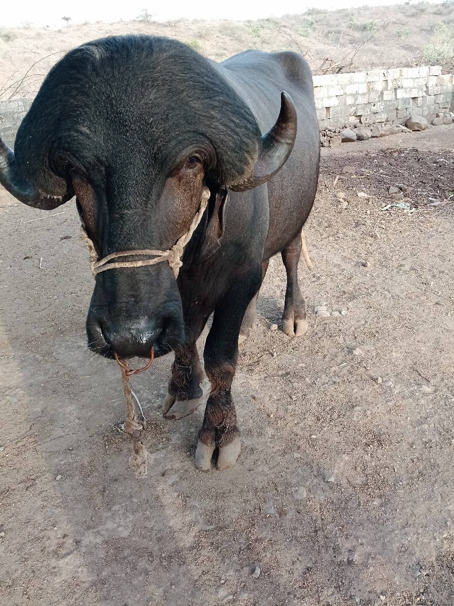 પાડો વેચવાનો છે