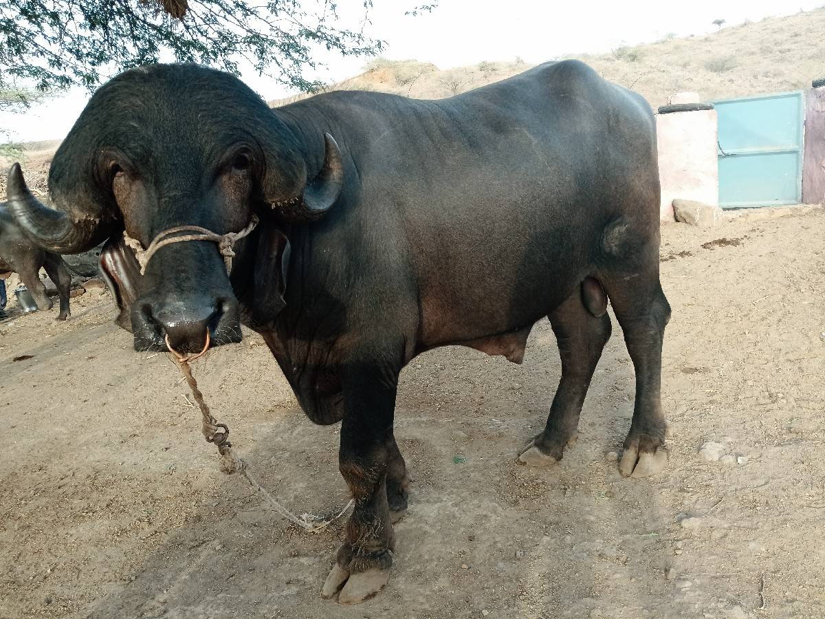 પાડો વેચવાનો છે