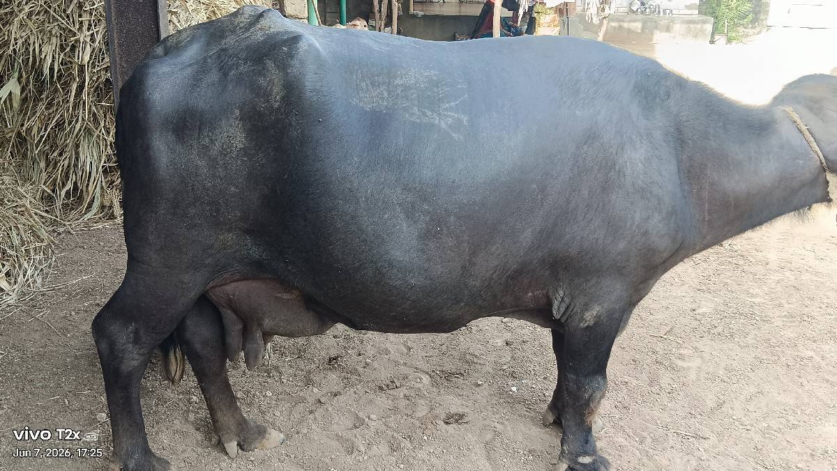વેસાઇ ગઇ