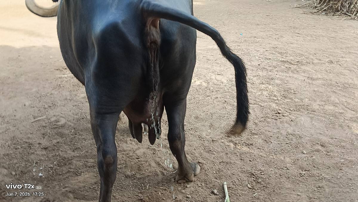 વેસાઇ ગઇ
