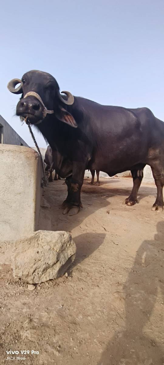 ભેંસ વેચવાની છે