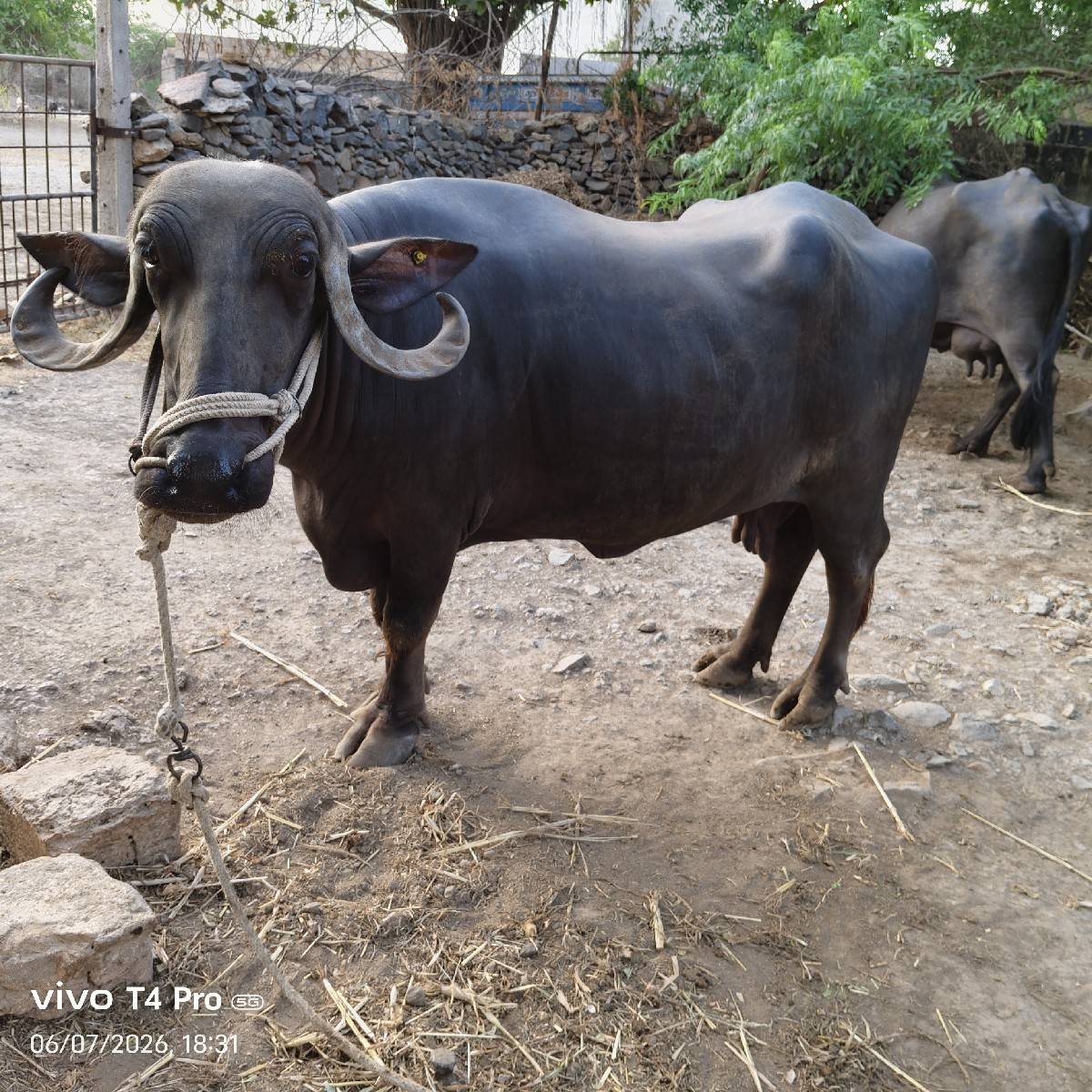ભેંસ વેચવાની છે