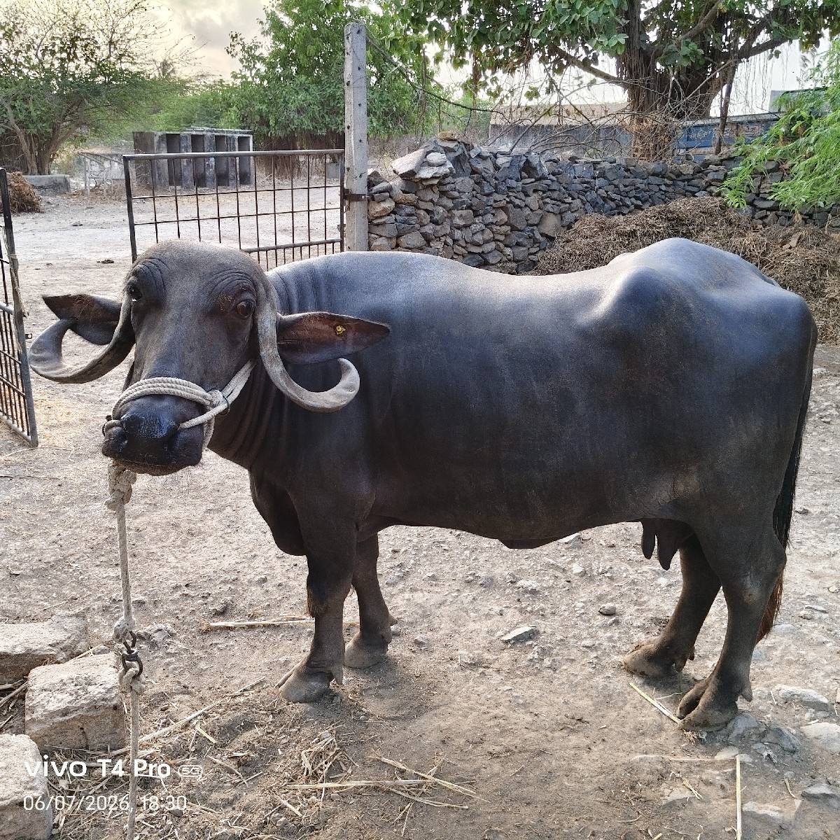 ભેંસ વેચવાની છે